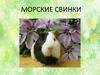 Морские свинки
