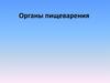 Органы пищеварения