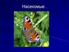 Насекомые