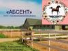 «Абсент». Конно-спортивный развлекательный клуб