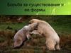 Борьба за существование и ее формы