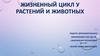 Жизненный цикл у растений и животных