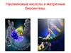 Нуклеиновые кислоты и матричные биосинтезы