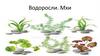 Водоросли. Мхи
