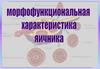 Яичник. Морфофункциональная характеристика яичника