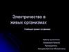Электричество в живых организмах