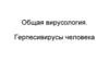 Общая вирусология. Герпесвирусы человека