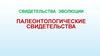 Свидетельства эволюции. Палеонтологические свидетельства