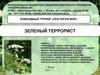 Зеленый террорист