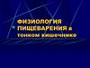Физиология пищеварения в тонком кишечнике