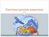 Системы органов животных