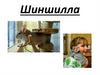 Шиншилла