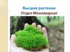 Высшие растения Отдел Моховидные
