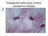 Системы органов в организме. Уровни организации организма. Нервная и гуморальная регуляции