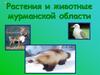 Растения и животные Мурманской области