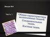 Общая характеристика мезенхимных тканей. Соединительная ткань. Костная ткань