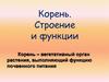 Корень. Строение и функции