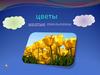 Цветы