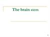 The brain stem