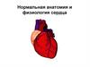 Нормальная анатомия и физиология сердца