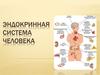 Эндокринная система человека