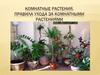 Комнатные растения. правила ухода за комнатными растениями