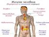 Эндокринная система. Железы человека