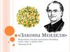 Законы Менделя