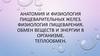 Анатомия и физиология пищеварительных желез. Физиология пищеварения. Обмен веществ и энергии в организме. Теплообмен