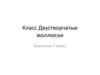 Класс Двустворчатые моллюски