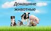 Домашние животные