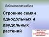 Строение семян однодольных и двудольных растений. Лабораторная работа