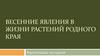 Весенние явления в жизни растений родного края