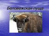 Беловежская пуща