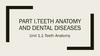Teeth anatomy and dental diseases