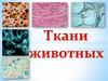 Ткани животных