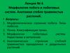 Морфология побега и побеговых систем. Анатомия стебля травянистых растений