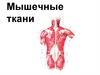 Мышечные ткани