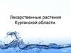 Лекарственные растения Курганской области