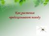 Как растения предсказывают погоду