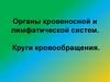 Органы кровеносной и лимфатической систем. Круги кровообращения