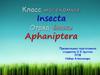 Класс насекомые. Отряд блохи