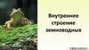 Внутреннее строение земноводных