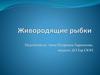 Живородящие рыбки
