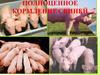 Полноценное кормление свиней