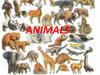 Animals