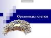 Органоиды клетки