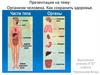 Организм человека. Как сохранить здоровье