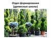 Отдел формирования (древесные школы)