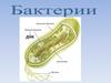 Бактерии. Строение бактериальной клетки